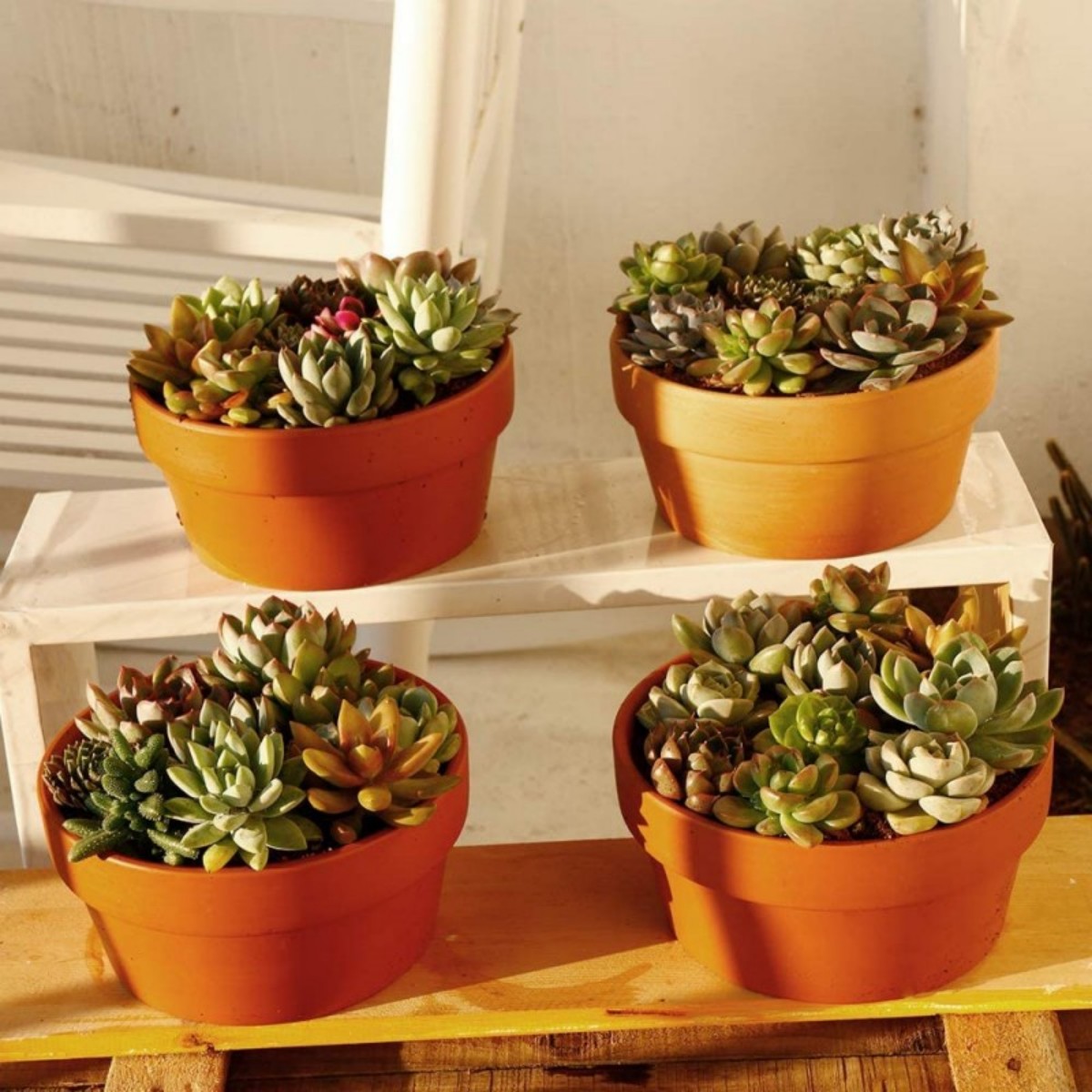 6 Stuks Terracotta Buldpotten  - Aloe Vera Pot recensie en prijs