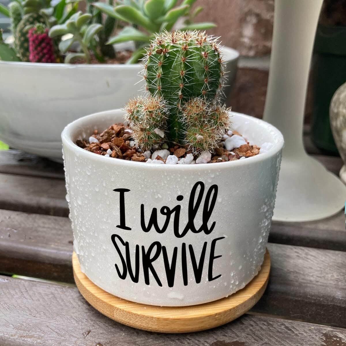 Ik zal overleven Keramische ve - Aloe Vera Pot recensie en prijs