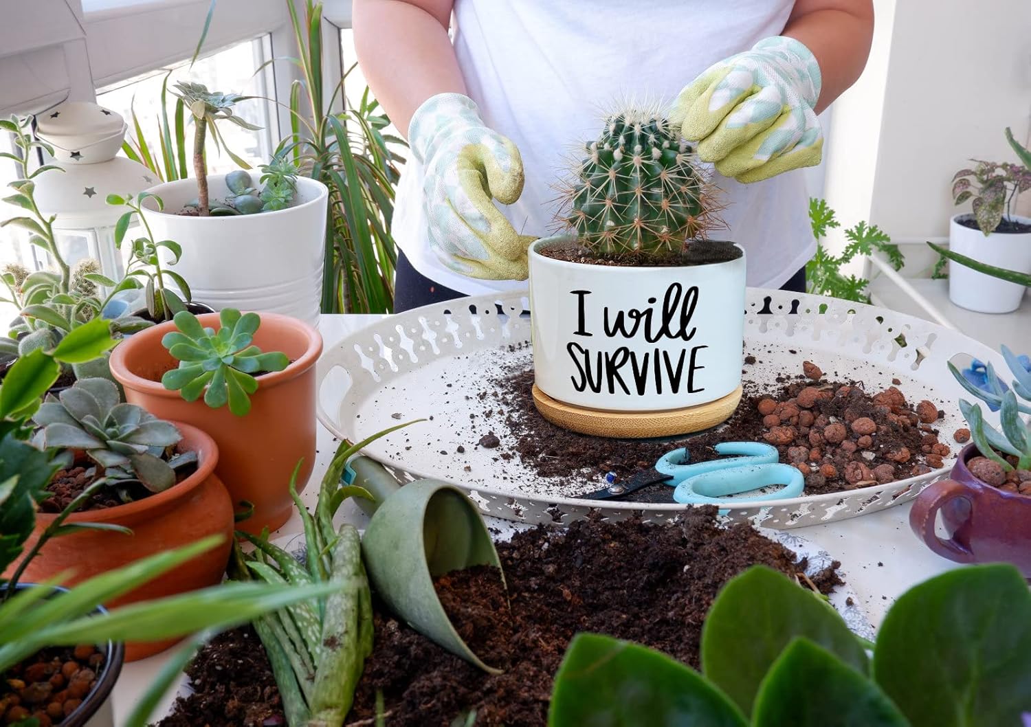 Ik zal overleven Keramische ve - Aloe Vera Pot recensie en prijs