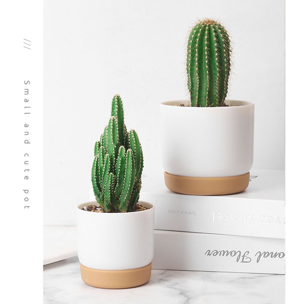 Ronde groene plantenbak met ze - Aloe Vera Pot recensie en prijs