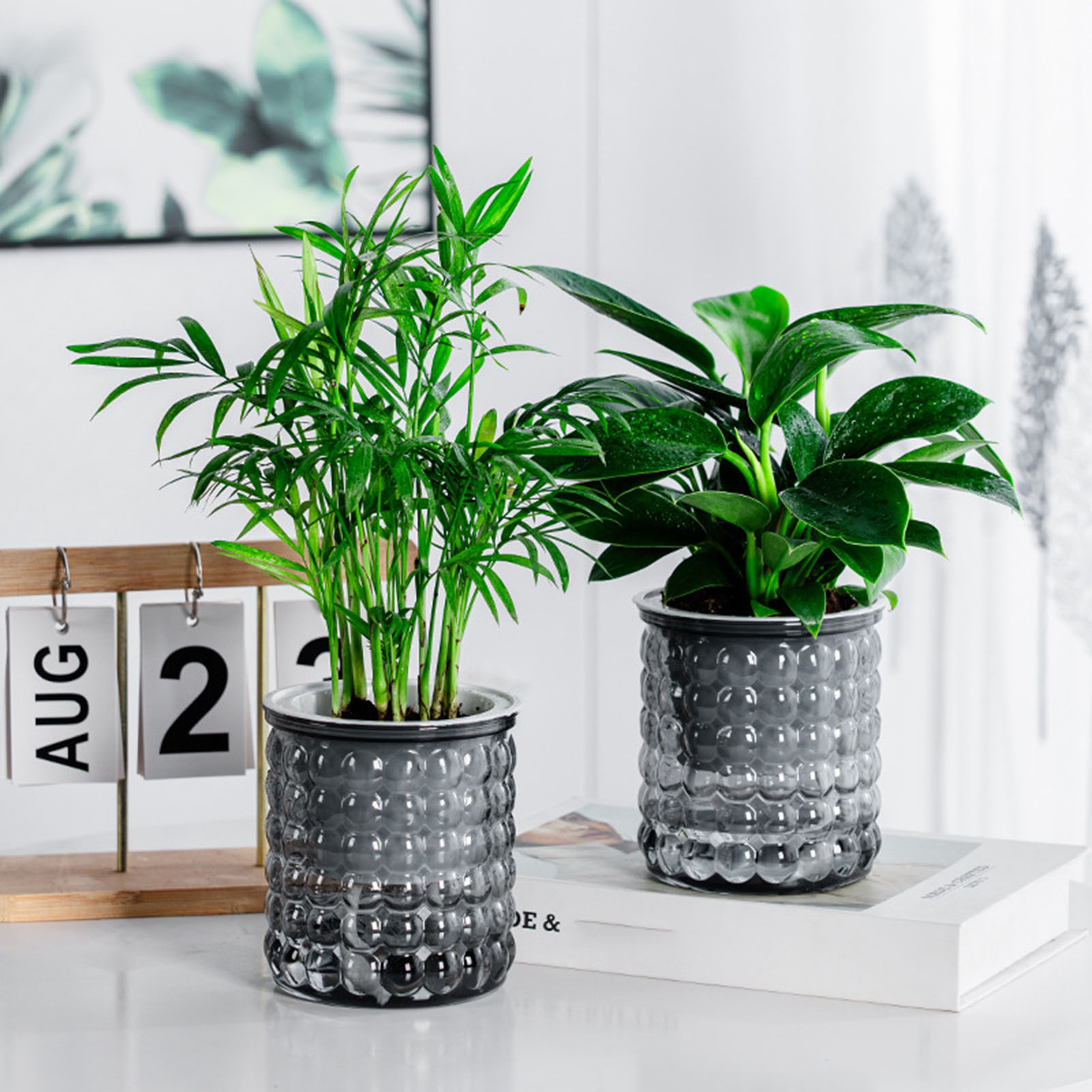Nieuwe Zelf Watering Hydrocult - Echeveria Succulent recensie en prijs